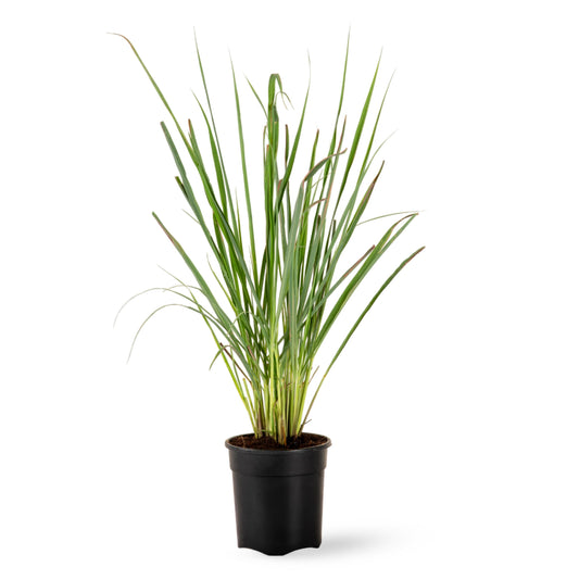 Citronella Grass Plant (Lemon-Scented)