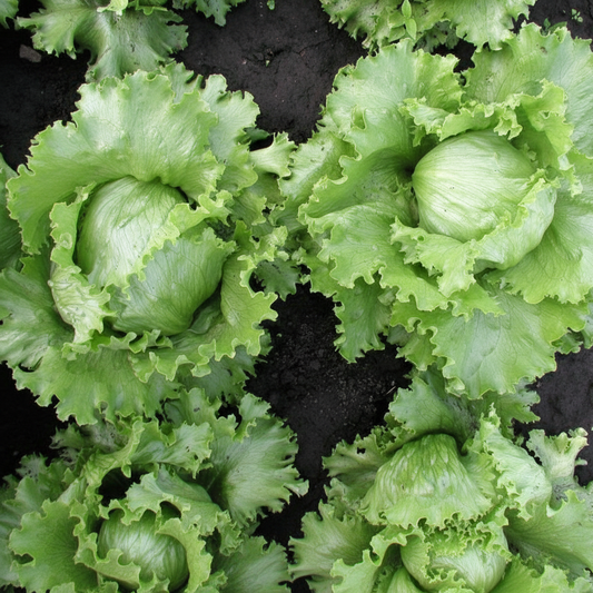 Lettuce Iceberg Seeds