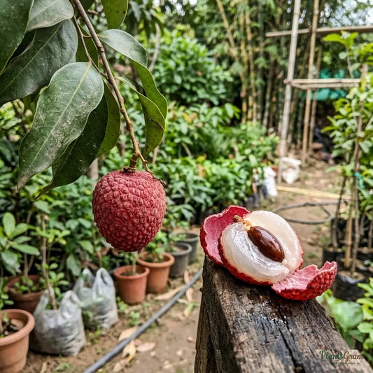 Litchi / Lychee (Air Layered)