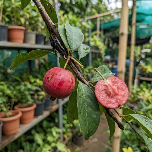 Lovi Lovi (Batoko Plum) Fruit Plant