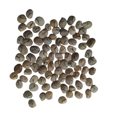Lupin Mixed Color Flower Seeds