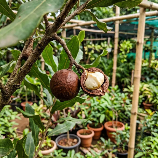 Macadamia Nut Tree