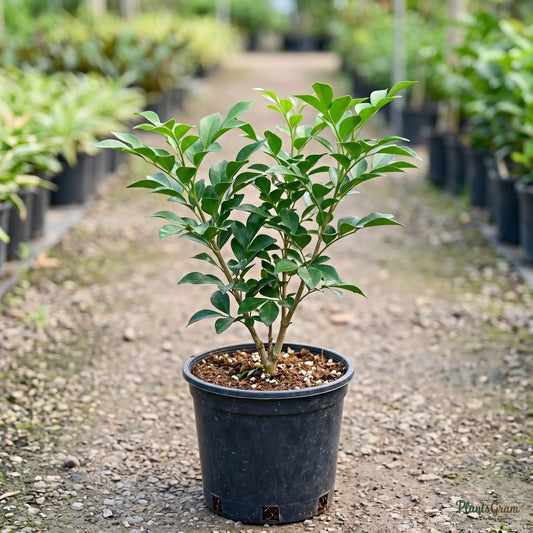Satin Wood / Madhu Kamini - Murraya paniculata