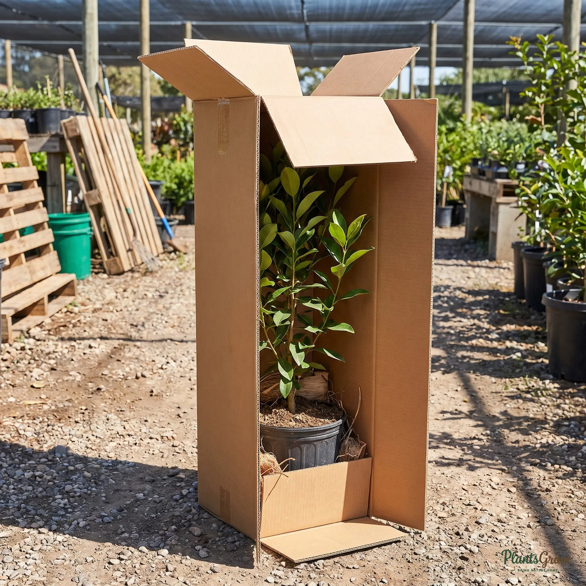 Dwarf Coco Magnolia plant packed for shipping