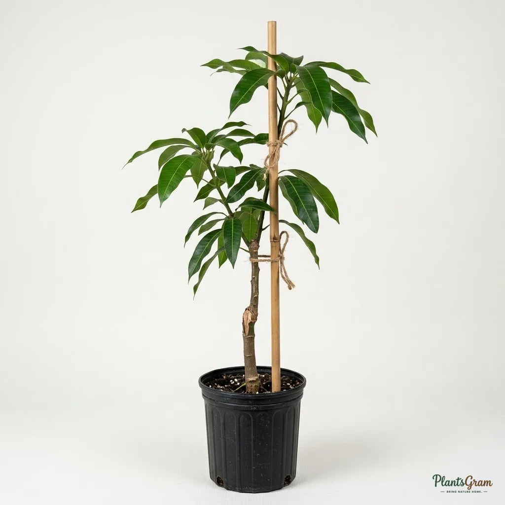 Mango Alphonso (Grafted)