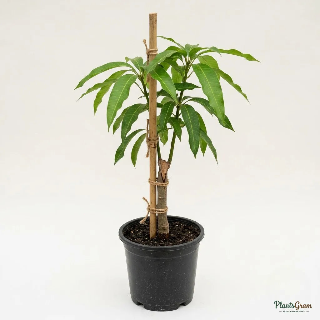 Mango (Cherukurasam) - Grafted