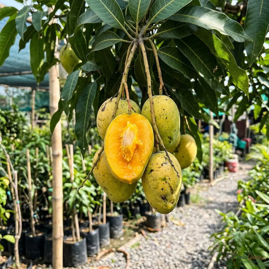 Mango (Cherukurasam) - Grafted