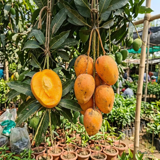 Mango (Grafted) - Kesar Variety