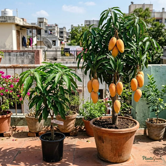 Mango (Grafted) - Mallika