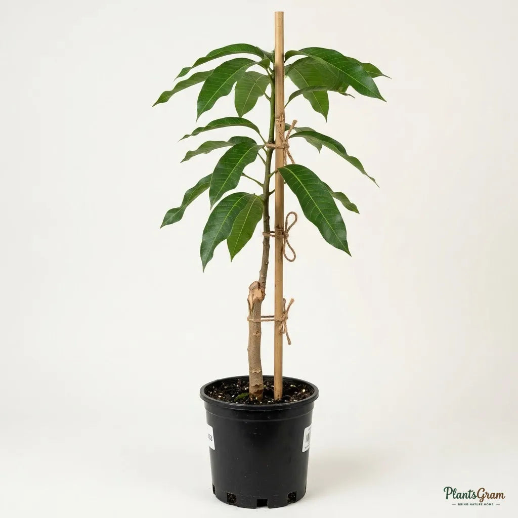 Mango (Grafted) - Mallika