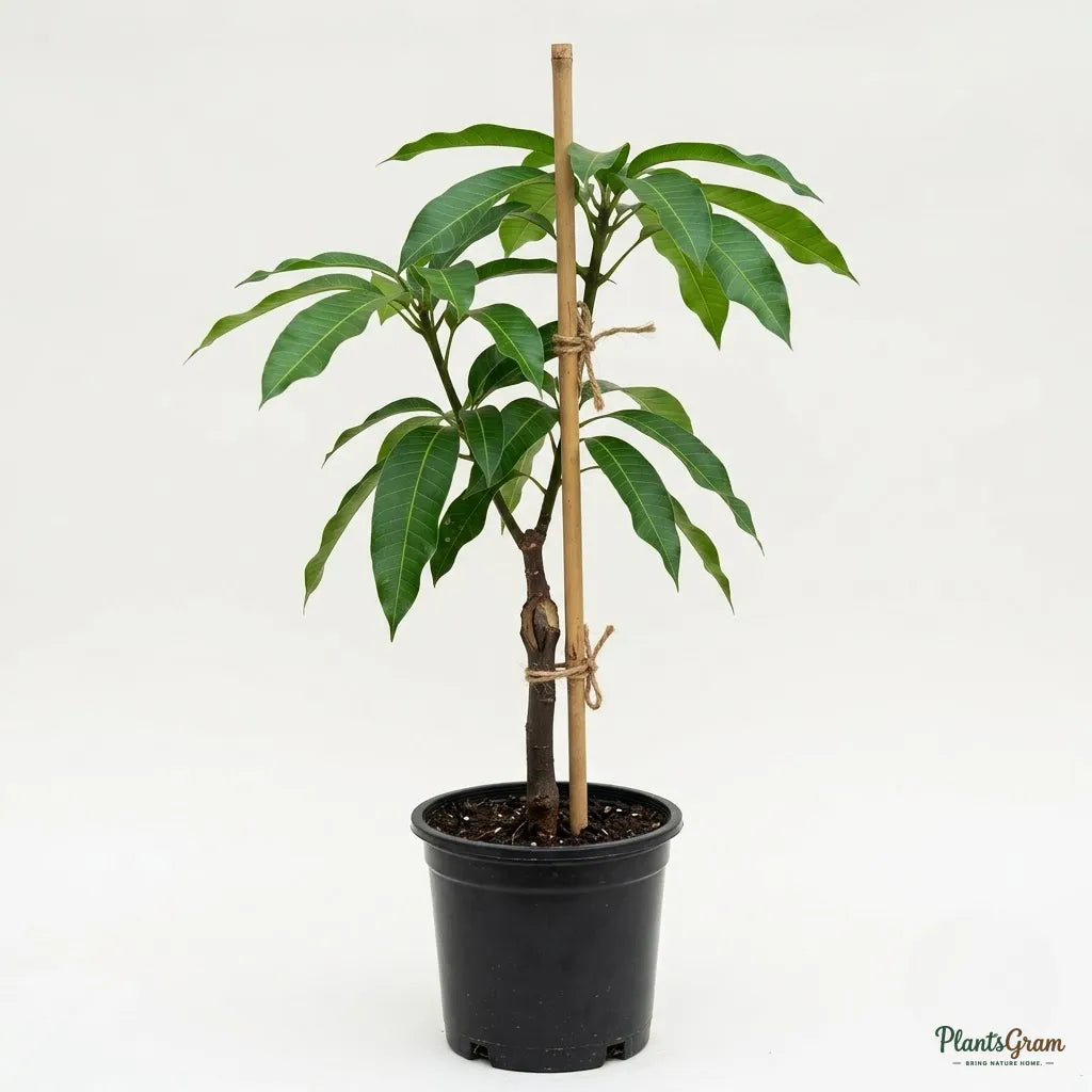 Mango Pedda Rasam (Grafted) - Fruit Plants & Tree