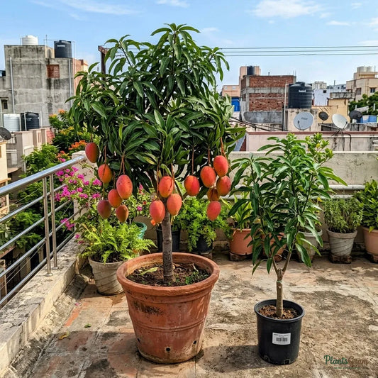 Mango (Grafted) - Royal Special