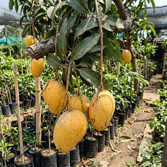 Mango (Grafted) - Suvarnarekha Variety