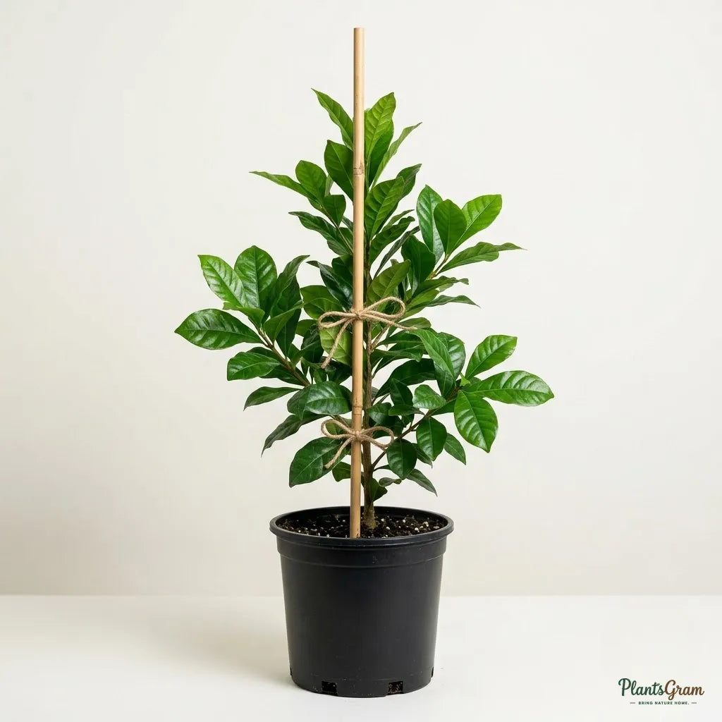 Miracle Fruit - Synsepalum Dulcificum