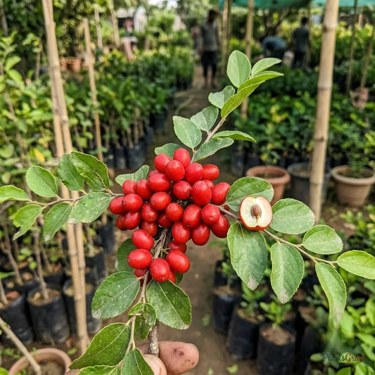 Miracle Fruit - Synsepalum Dulcificum