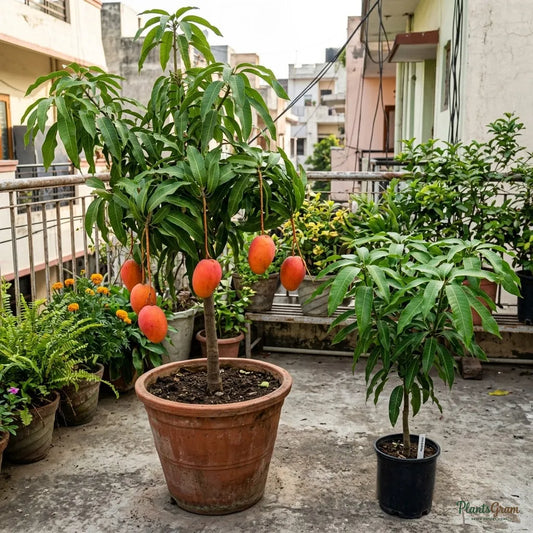 Miyazaki Mango (Grafted)