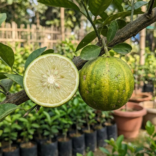 Mosambi Variegata (Grafted) - Fruit Plants & Tree