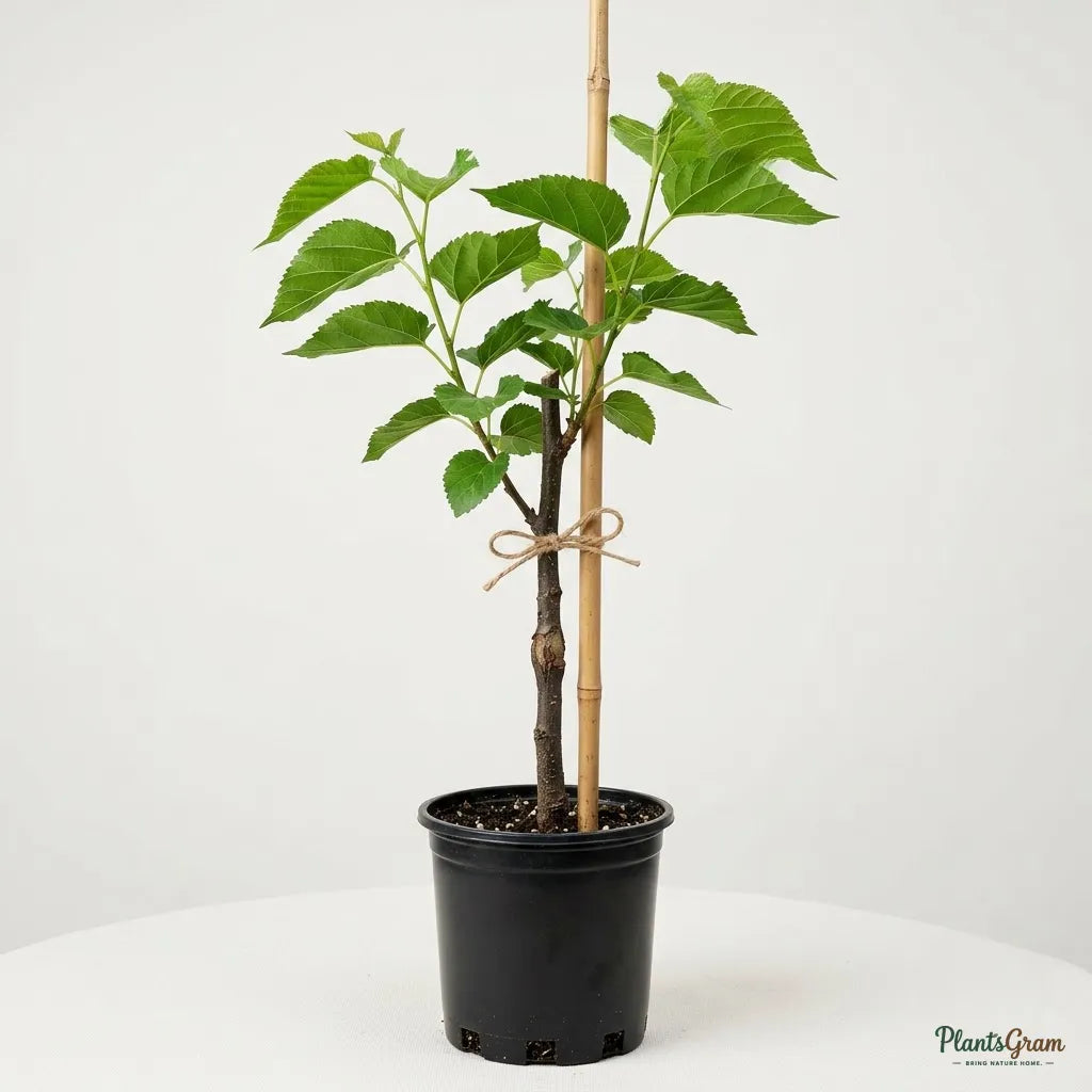 Mulberry (Grafted) - Fruit Plant