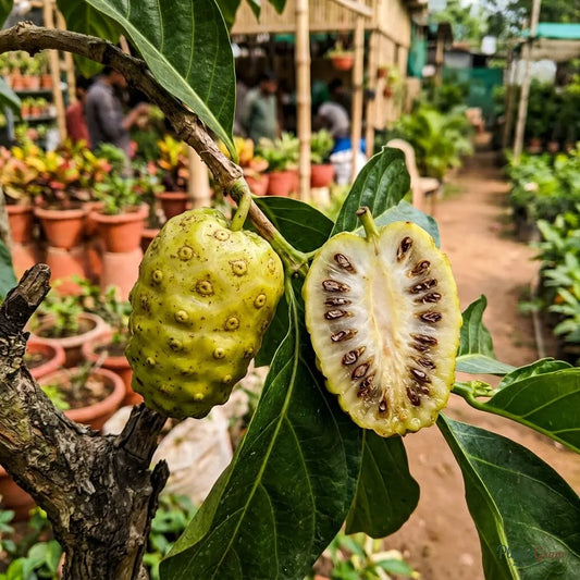 Noni (Cheese Fruit) - Fruit Plants & Tree