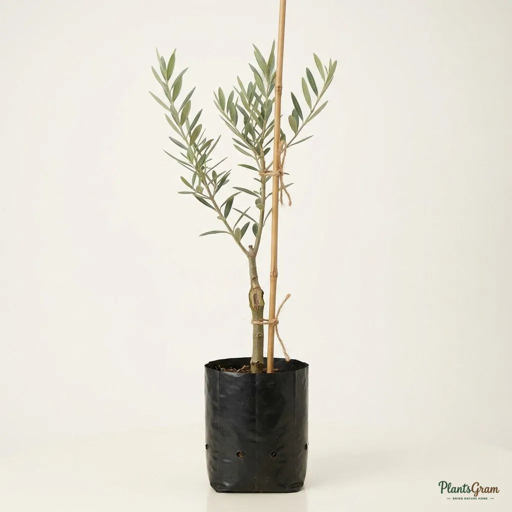 Olive (Olea Europaea) - Fruit Plant