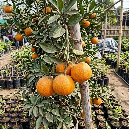 Orange Nagpur (Grafted)