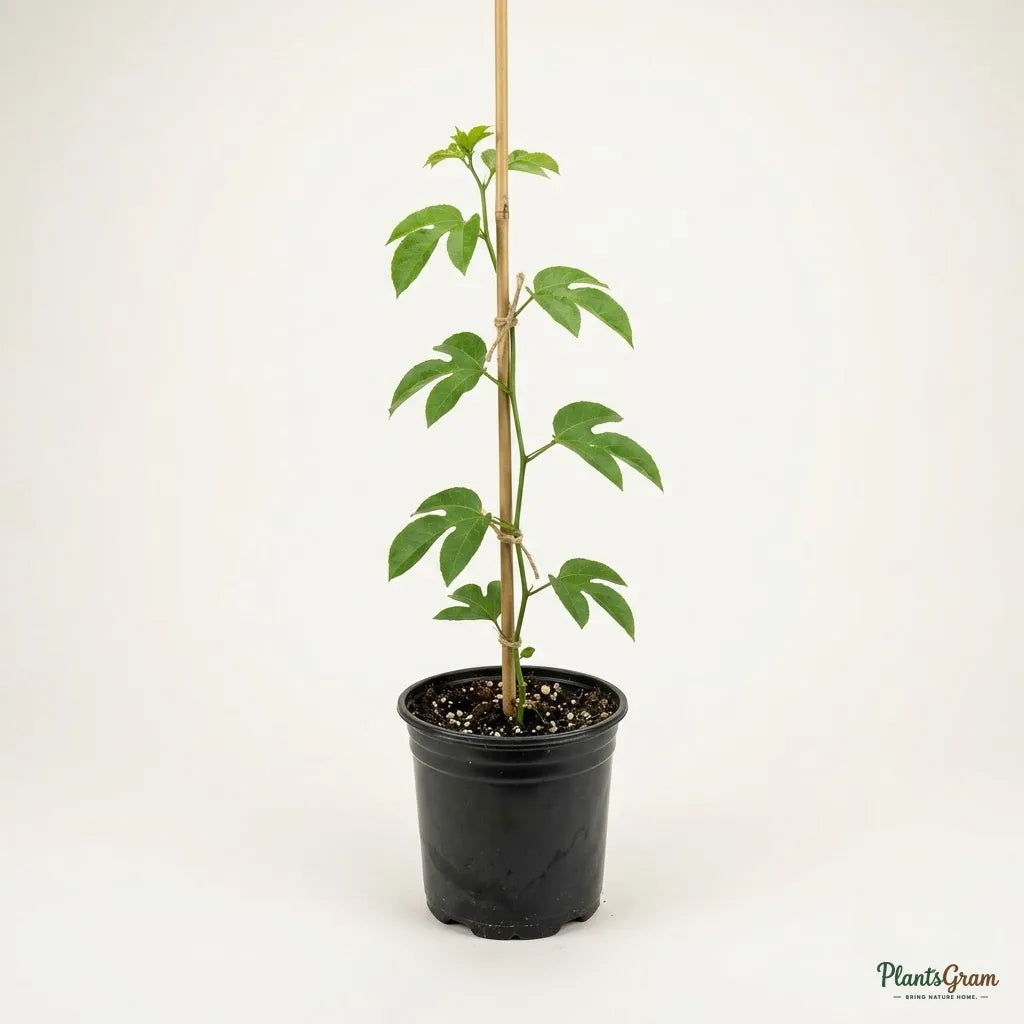 Passion Fruit (Passiflora edulis)