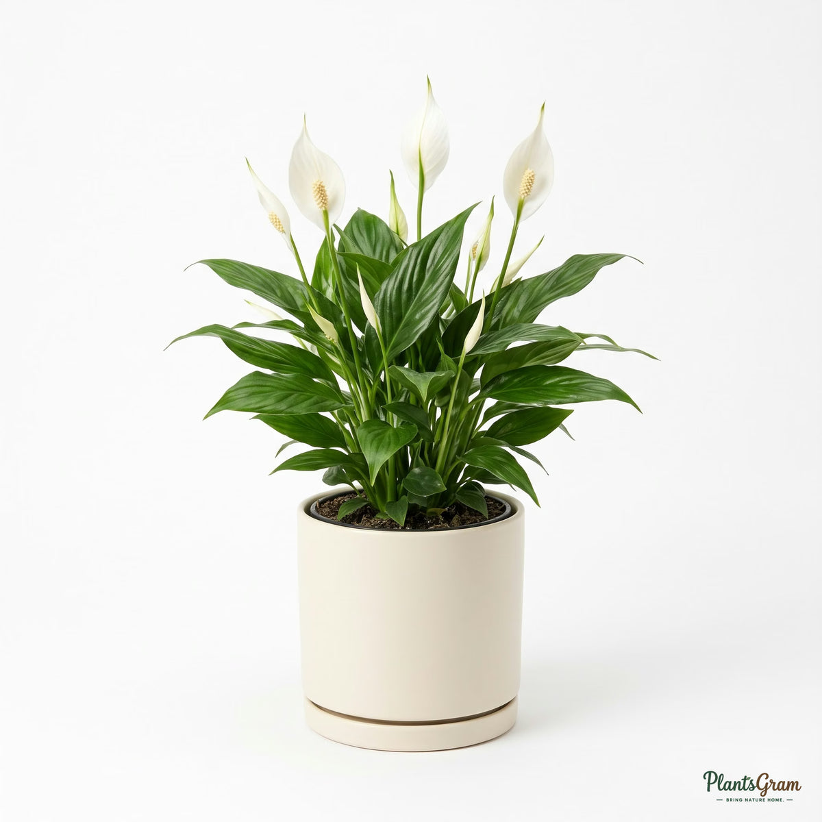 Miniature Peace Lily plant in a planter