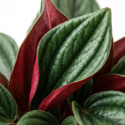 Close-up of Peperomia Rosso leaf texture showing its deep red underside