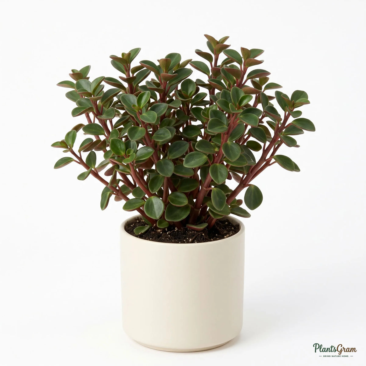 Peperomia Rubra plant in a planter