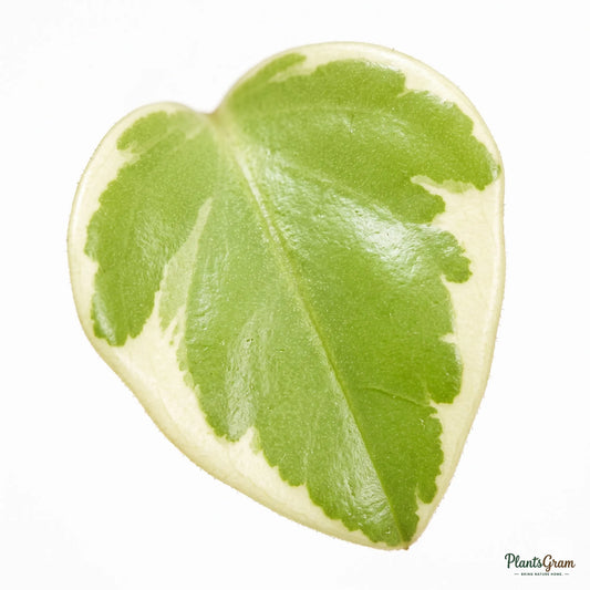 Close-up macro photograph of a variegated Peperomia leaf