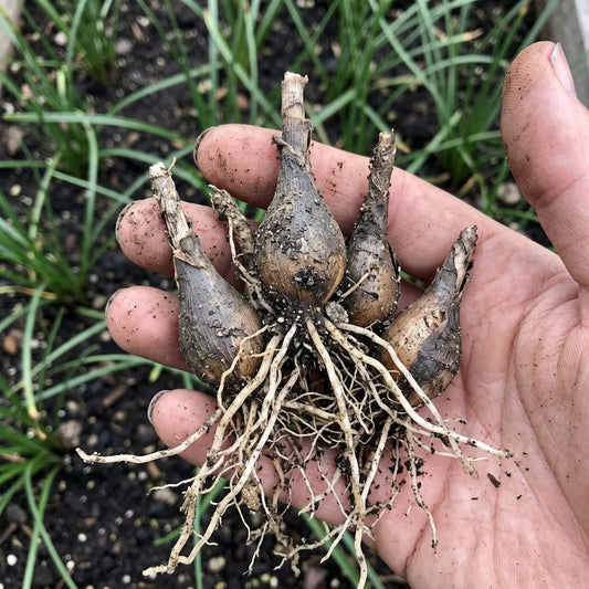 Hand holding Rain Lily bulbs