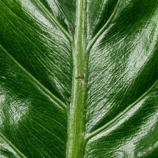 Close-up of Philodendron Congo leaf