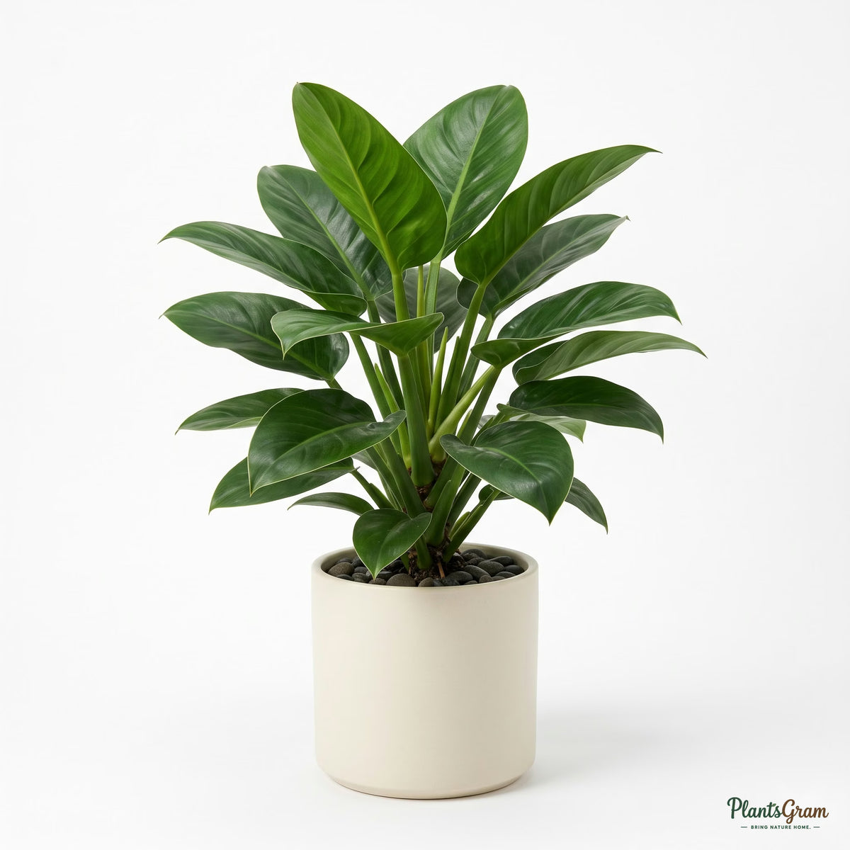 Potted Philodendron Congo plant