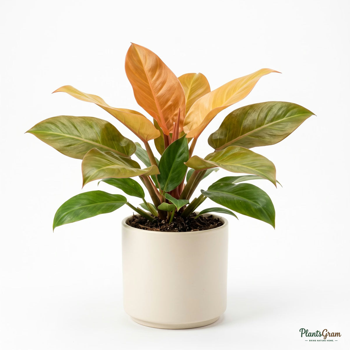 Potted Philodendron Prince of Orange plant