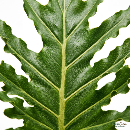 Close-up of deeply lobed Philodendron Selloum leaf