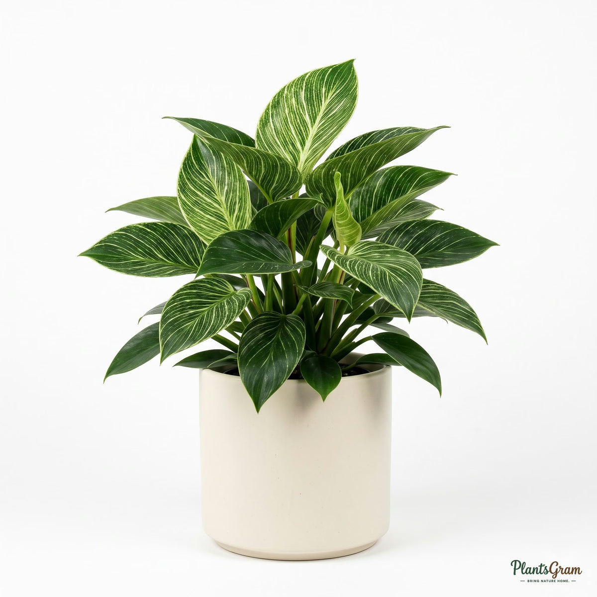 Philodendron Birkin plant in white pot