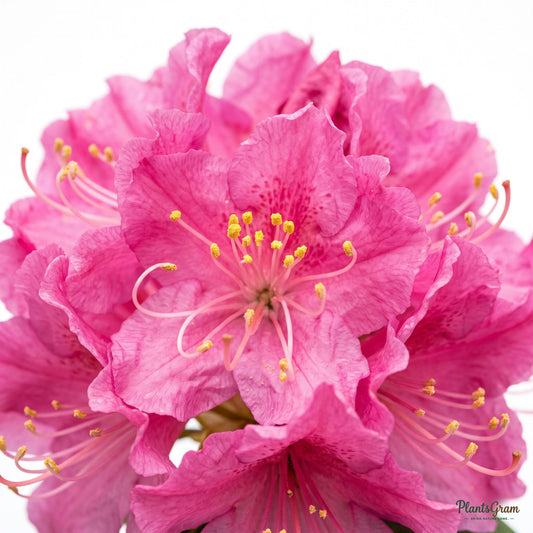 Close-up macro of pink azalea flowers