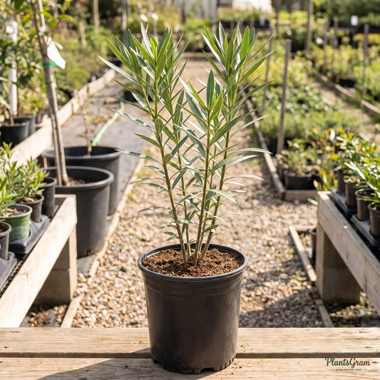 Nerium Pink Single sapling in a nursery pot
