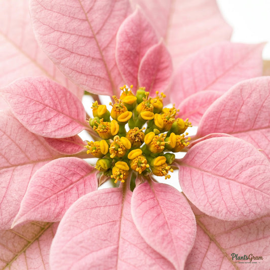 Close-up macro of pink poinsettia bracts