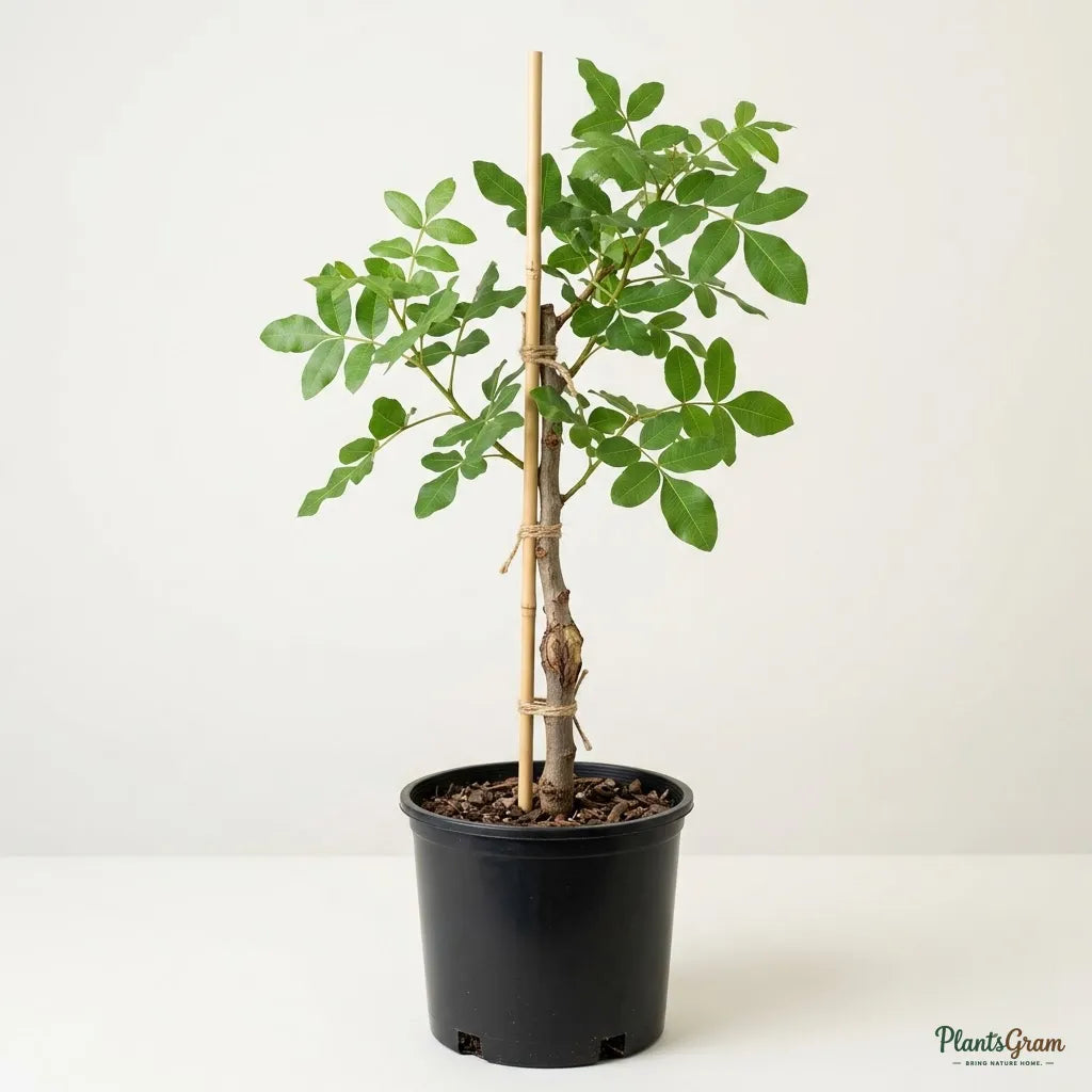 Pistachio (Grafted) - Fruit Plant
