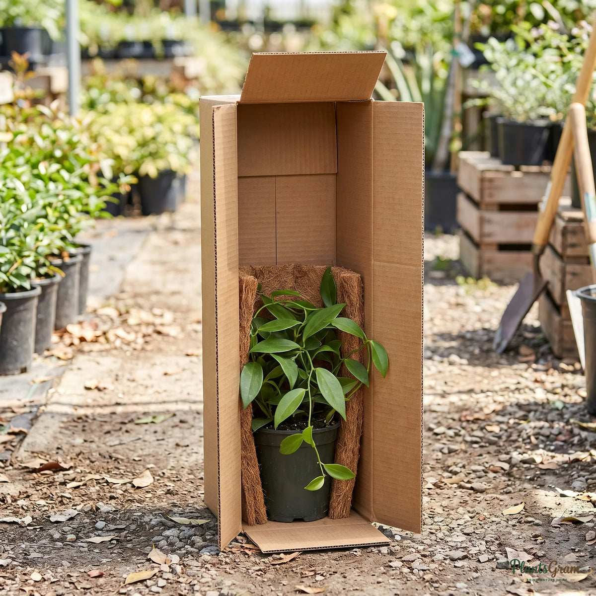 Live plant packed securely in a PlantsGram shipping box