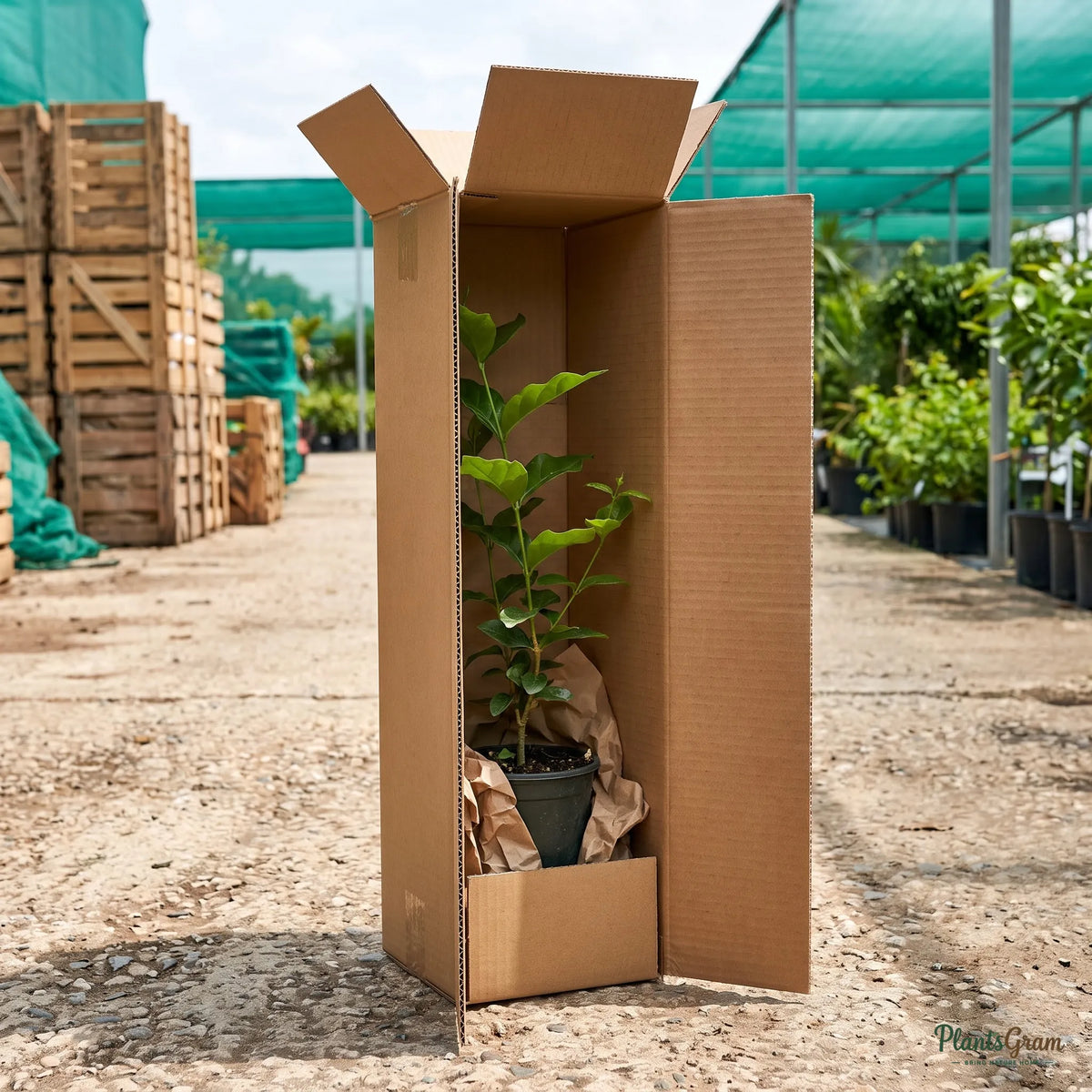 Downy Jasmine plant packed inside a shipping box