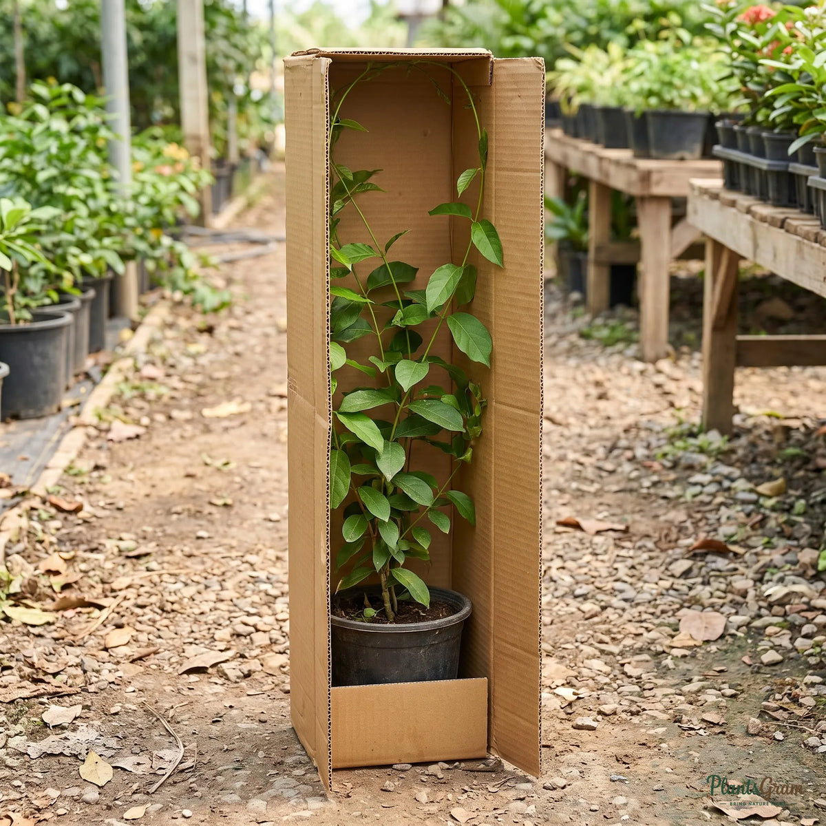 Plant sapling packed securely in a PlantsGram shipping box
