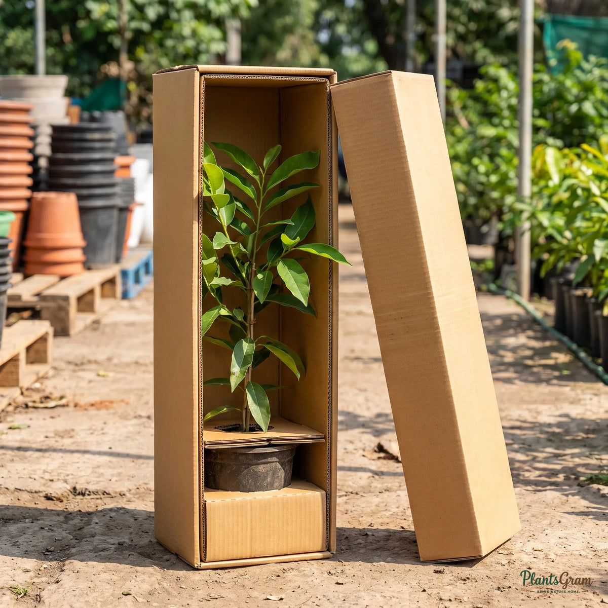 Hari Champa plant packed for shipping
