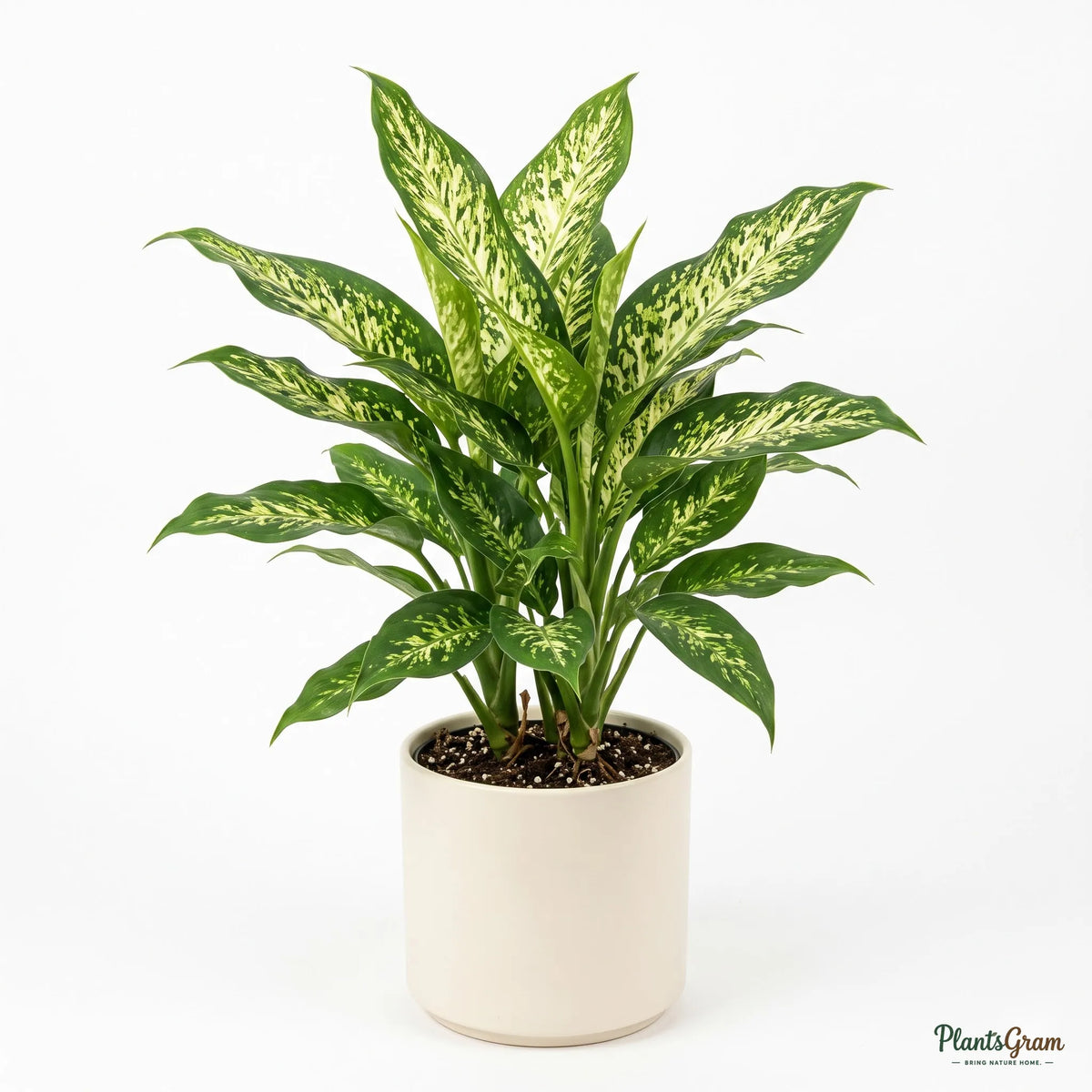 Potted Dieffenbachia Long plant on a white background