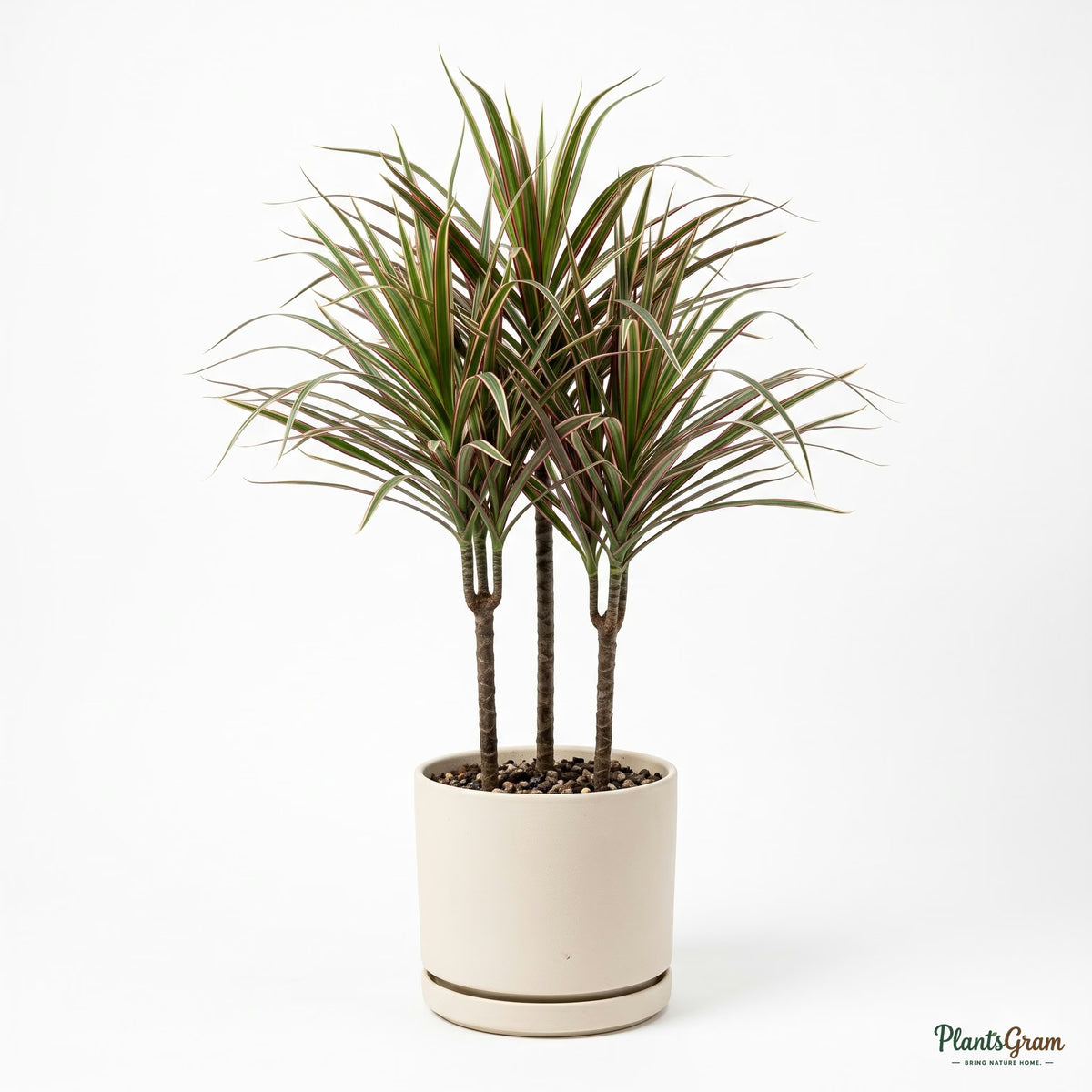 Potted Dracaena Tricolor plant studio shot