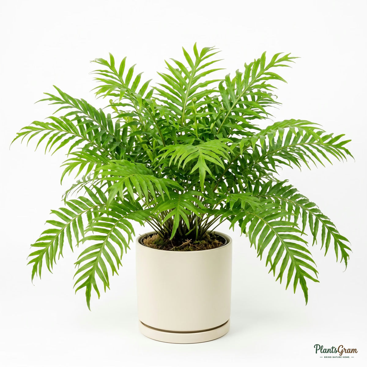 Potted fishtail fern plant in studio setting