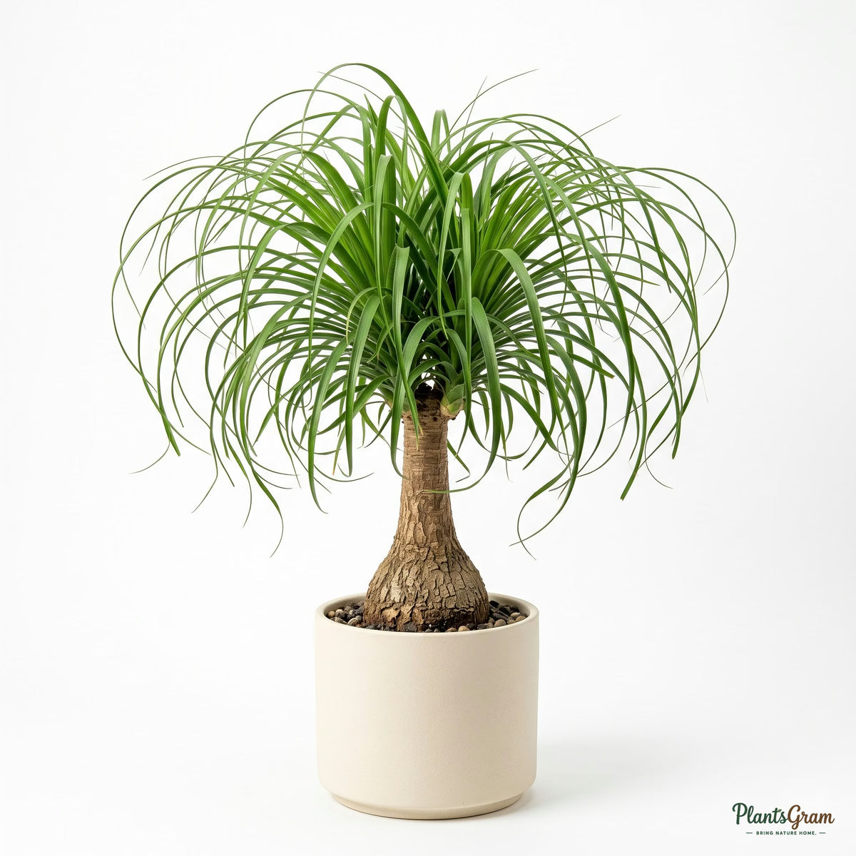 Potted Nolina Palm (Ponytail Palm) studio shot
