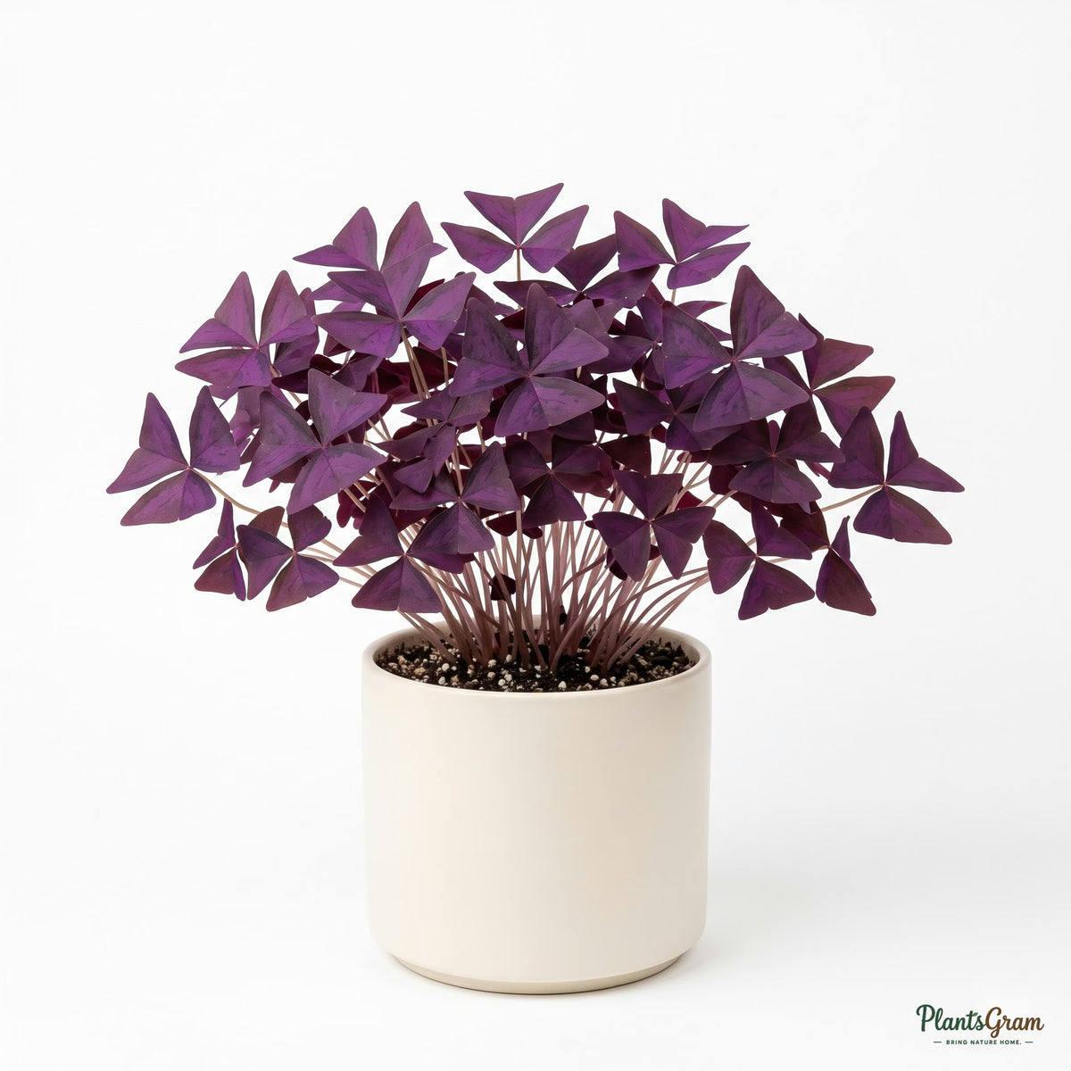 Potted Oxalis Triangularis (Purple Shamrock) plant
