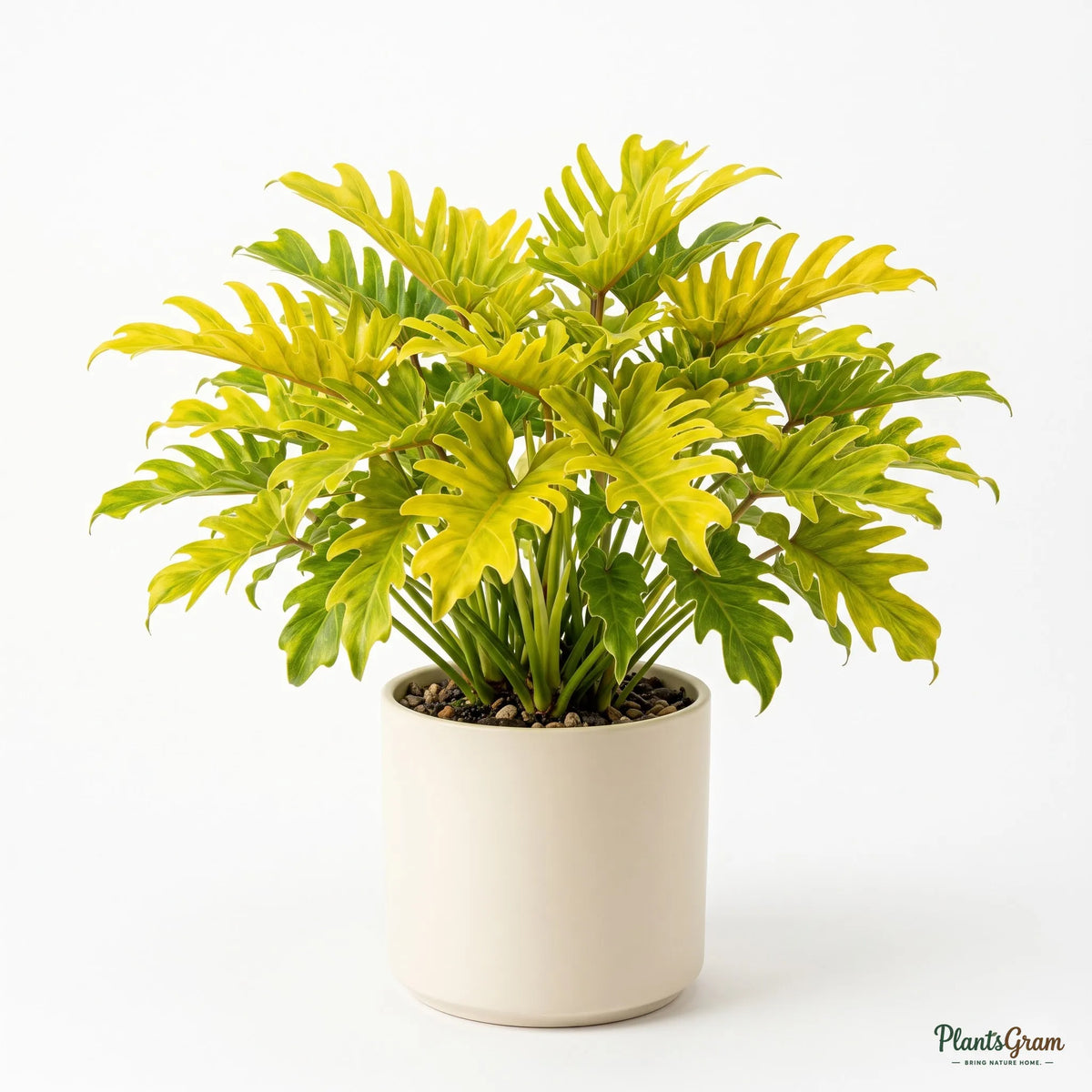 Potted golden Philodendron Xanadu plant, clump-forming habit